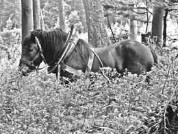 Kristína Rašlová - Čakanie v tráve  (stredné školy)