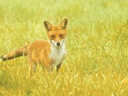 Lukáš Rusko - Líška v rannej rose (stredné školy)