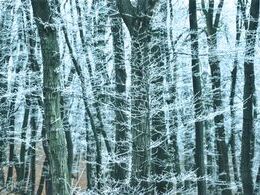 Monika Belicová - Oblak na konároch (stredné školy, 3. cena)