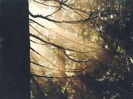 Peter Kmeť - Zlaté svetlo (stredné školy)