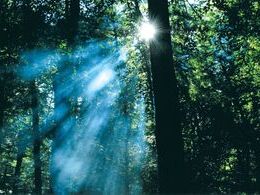 Samuel Škrabálek - Lesný závoj  (základné školy)