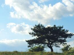 Simona Neupauerová - Sám vojak v poli (základné školy)