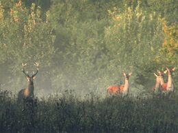 Viliam Polonec - Ranné prekvapenie  (stredné školy)