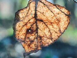 Adam Zeman - V protisvetle (základné školy)