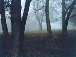 Adriana Valková - Hmla v lese (základné školy)