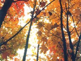 Anikó Schwendtnerová – Zlatá jeseň (stredné školy)