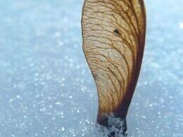 Gabriela Belicová - V snehu (základné školy)