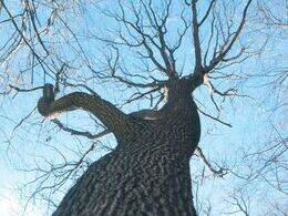 Jana Kotlárová - Jelenia podoba (stredné školy, 1. cena)