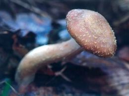 Martin Krajčovič - Kriváčik (základné školy, 1. cena)