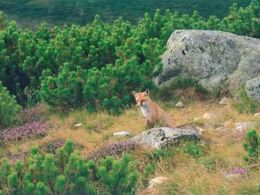 Martin Šebík - Líška v kosodrevine (základné školy)