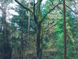 Patrik Václavík – Inak (stredné školy)