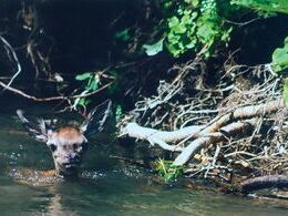 Viliam Polonec - Plavčík (stredné školy, 2. cena)