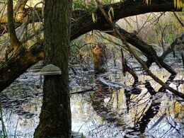 Alex Rosa - Kúzelný les (základné školy, 2. cena)