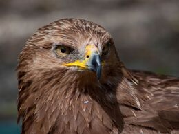 Dušan Polák - Oko orla (základné školy)