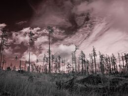 Marián Valovič - Podoby lesa (základné školy, 1. cena)
