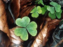 Marcus Oliver Obert - Trojité šťastie (základné školy)