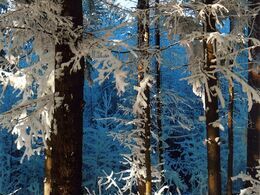 Matúš Rabčan - Krásy zimnej prírody (stredné školy, 2. cena)