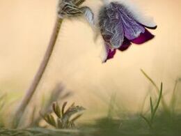 Martin Prievalský - Zvonček v perinke (stredné školy)