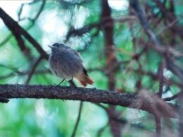 Martin Daniel Baláži - Žltochvost (stredné školy)