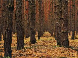 Nikolet Baňáková - Tajuplný les (stredné školy)