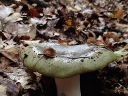 Tomáš Václav - Veselá huba (základné školy)