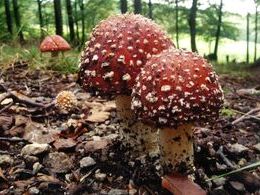 Alica Vodrážková - Dve muchotrávky (základné školy, 3. cena)