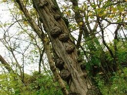 Emma Kovácsová - Pehatý strom (základné školy)