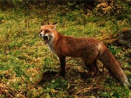 Lenka Miličková - Tu som doma ja (základné školy, 2. cena)