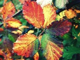 Letícia Kikíňová - Jeseň maľuje (základné školy)