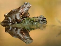 Martin Prievalský - Zrkadlenie skokana (stredné školy, 3. cena)