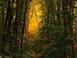 Magdaléna Štipková - Slnko za stromami (stredné školy)