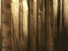 Patrik Priesol - Brezová impresia 3 (stredné školy)