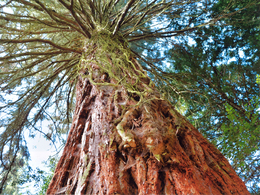 Agáta Čurná - Až do výšin (stredné školy)