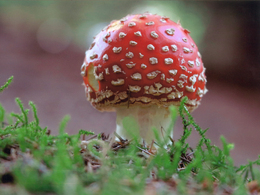 Agáta Čurná - Učupená v machu (stredné školy)