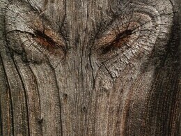 Daniel Štancel - Aj drevo má dušu I. (základné školy, 1. cena)