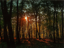 Dalibor Itze - Sunset (stredné školy)