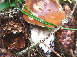 Kristína Hanzesová - Nezlomný (stredné školy)