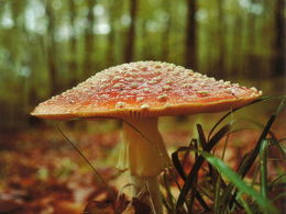 Michele Andreini - Les je môj domov (základné školy)