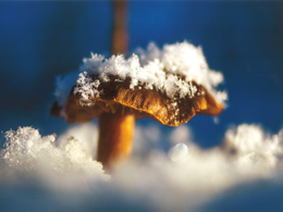 Patrik Chiminec - V objatí chladu (stredné školy)