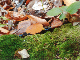 Šarlota Cagáňová - Skrytá v kryte (základné školy)