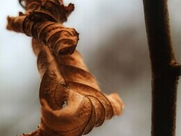 Zuzana Ľudviková - Čas jesene (stredné školy)