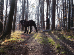 Zuzana Petriková - Porozumenie (stredné školy)