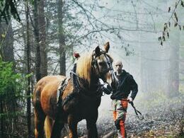 Anna Viktória Hudecová - Približovanie dreva (základné školy, 3. cena)