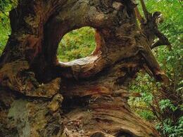 Boris Červenakov - Okno do lesa (základné školy)