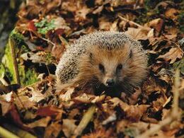 Eliška Klinovská - V skrytosti (stredné školy, 1. cena)