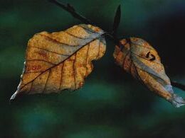 Filip Vacaru - List (základné školy)