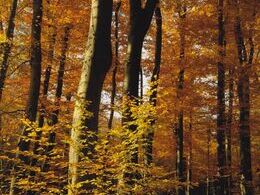 Gregor Sobota - Lesný chodník (základné školy, 1. cena)