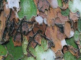 Lucia Farkašová - Anomália lesa (stredné školy)