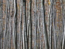 Matúš Pekár - Stromy (základné školy, 2. cena)