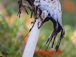 Miroslava Faltinská - Odbedľovanie (stredné školy)